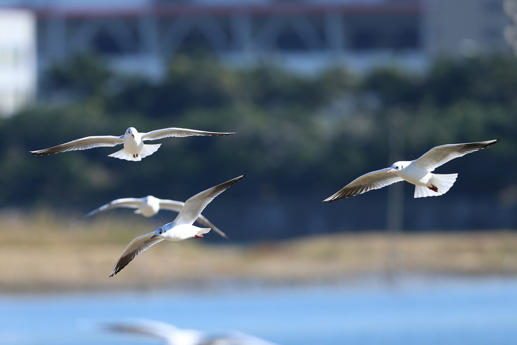 ユリカモメ飛行中