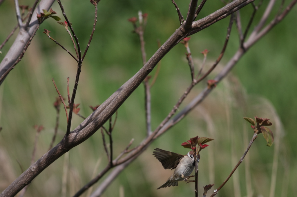 スズメのこま送り-4