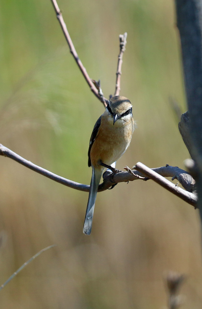 モズと睨めっこ