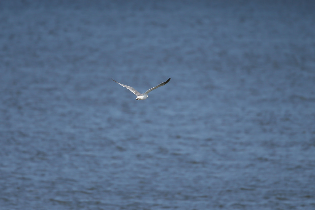 カモメのジョナサン（知ってます。。。）