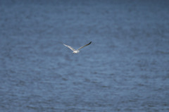 カモメのジョナサン（知ってます。。。）