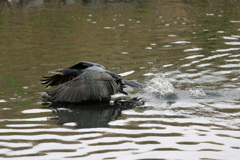 カワウ発進その2