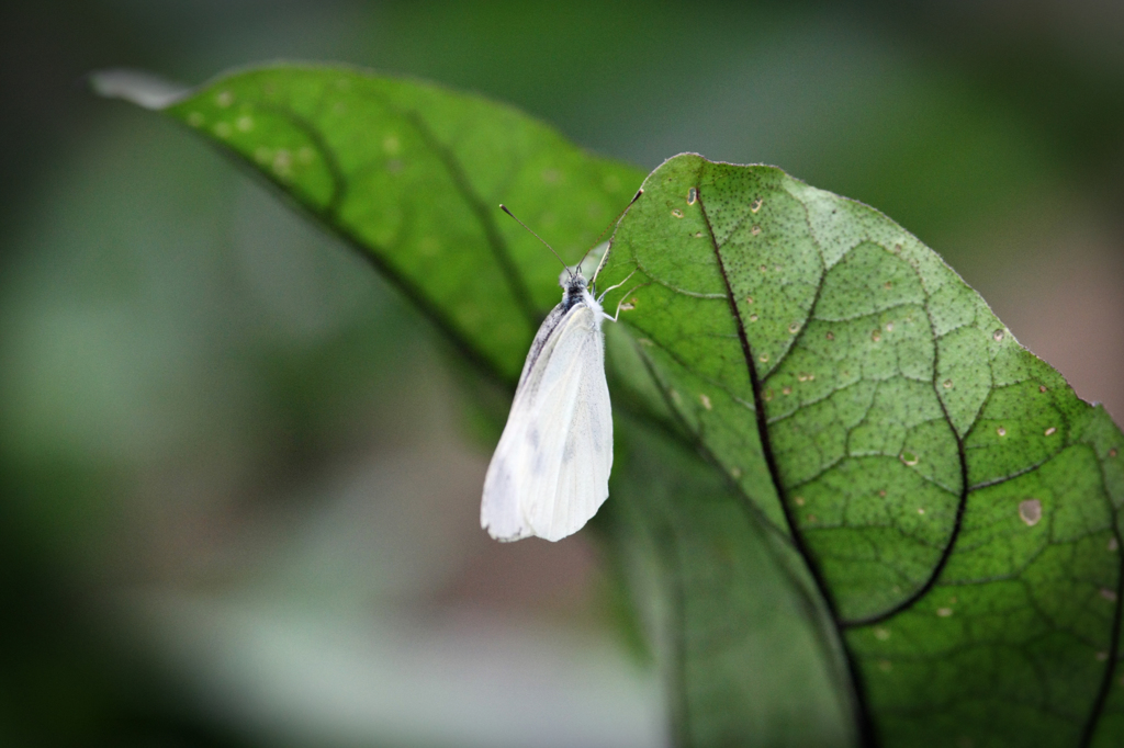 早く茄子食べたいけん