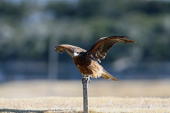 トビの飛び出しその1