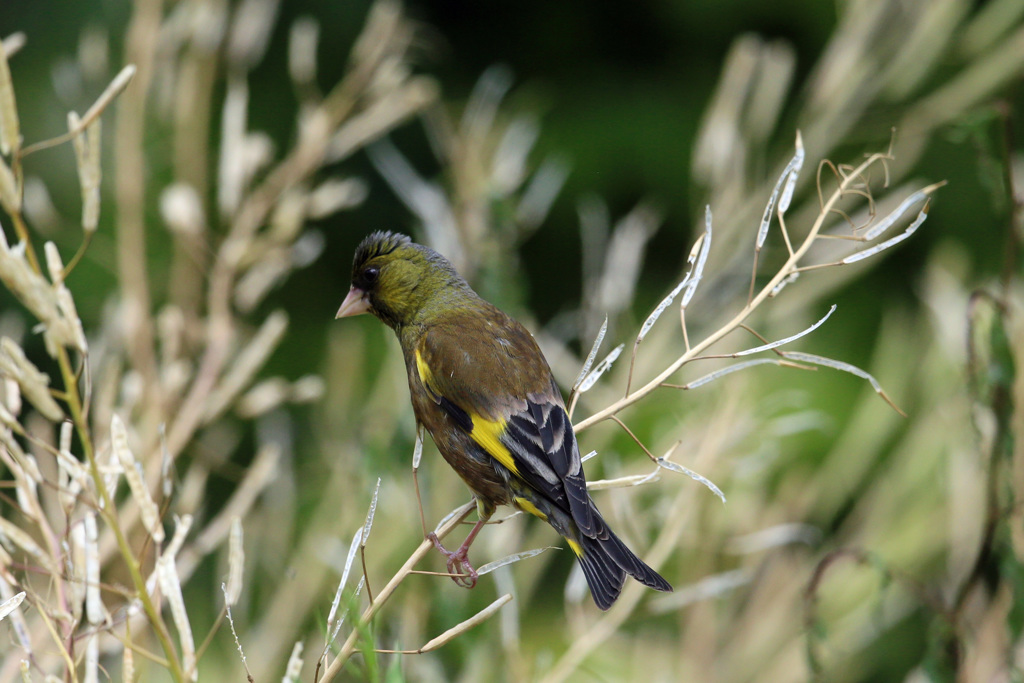 寝ぐせついてるよ