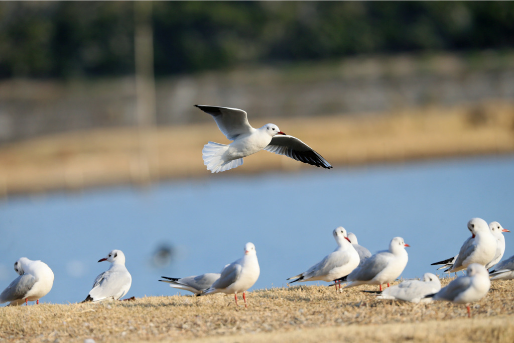 ユリカモメ整列その4