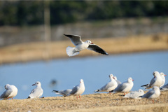 ユリカモメ整列その4