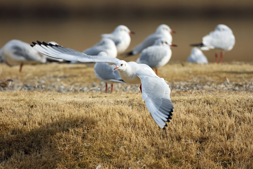ユリカモメ飛び出す