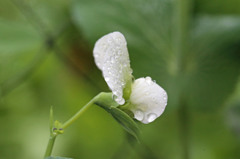 スナックエンドウです