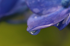 紫陽花
