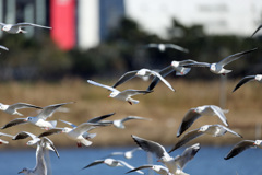 空一面ユリカモメ