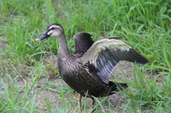 はばたくのや～めた