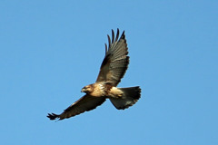 教えてくださいもしかしたらケアシノスリその1