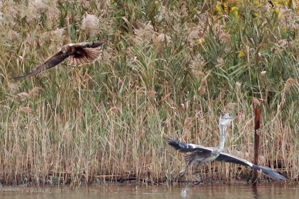 チュウヒとアオサギバトル-2