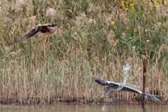 チュウヒとアオサギバトル-2