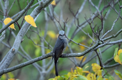 ヒヨドリにも秋が来た