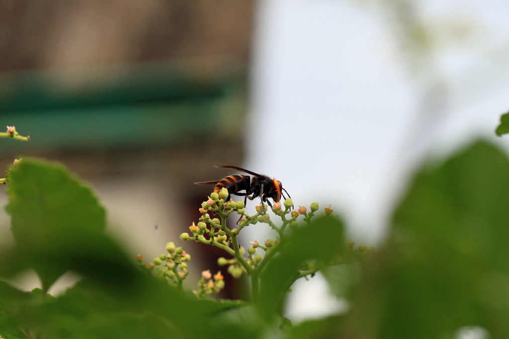 危険スズメハチ