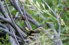 枝がなかったらな～