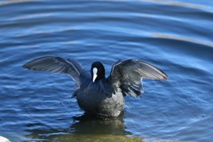 オオバン定番ポーズ