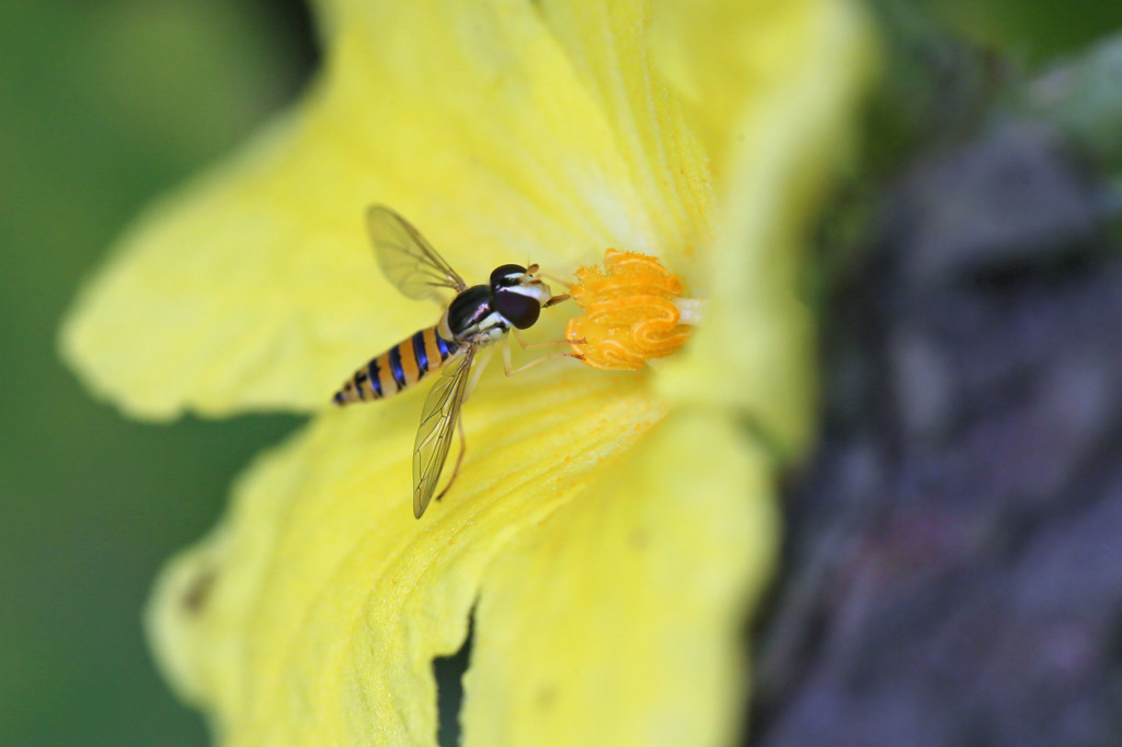 ゴウヤがありがとうと言ってました