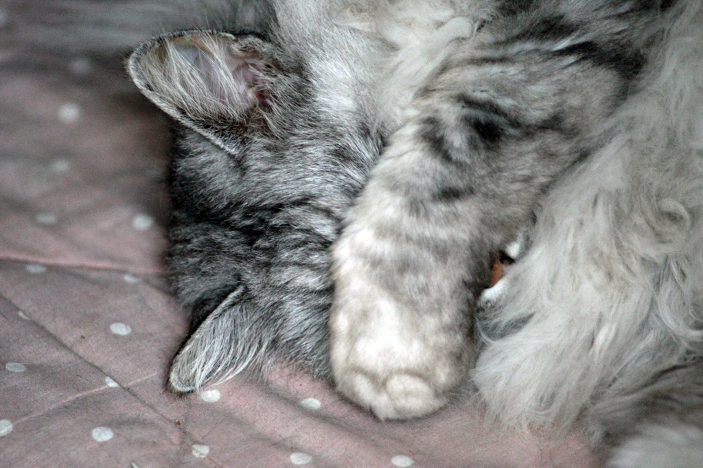 まぶしいにゃん