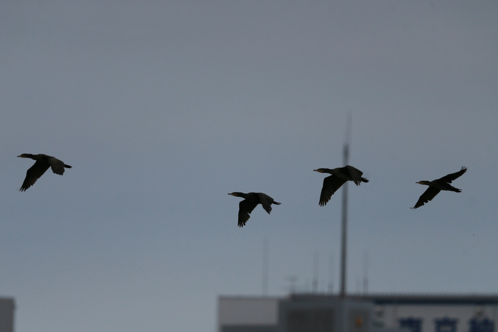 カワウのシルエット