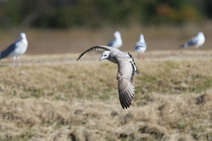 セグロカモメ幼鳥