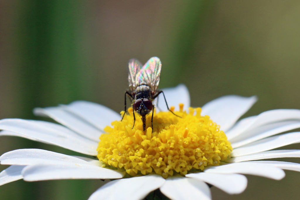 茶色のサングラス
