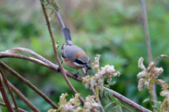 背中綺麗でしょ