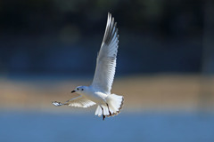 ズグロ君は～い