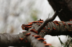 たぶん食べれません