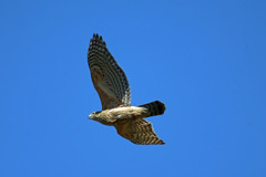 初めてサシバ幼鳥♪