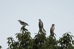 三羽コムクドリ