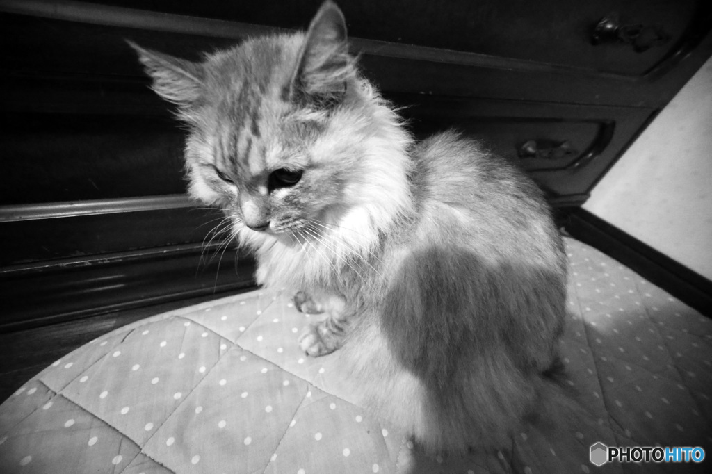 にゃにゃは二頭身？