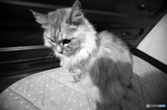 にゃにゃは二頭身？