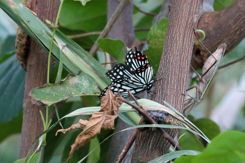 アカホシゴマダラチョウ