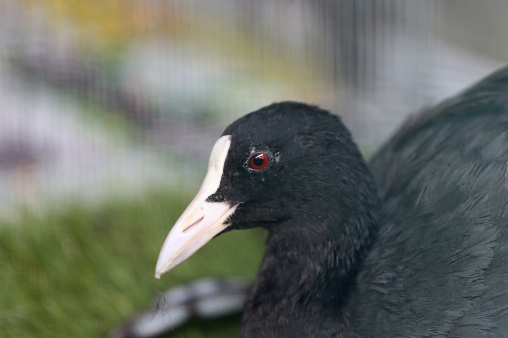 オオバンポートレート