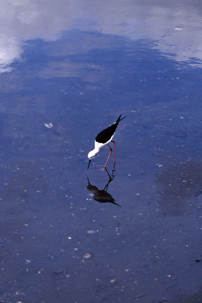 青い水面