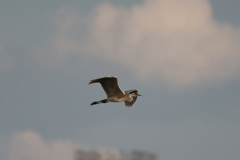 夕陽を浴びて-1