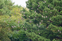 ムクドリ団体飛行