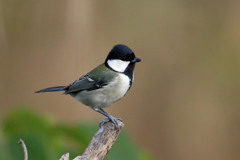 シジュウカラのポートレート