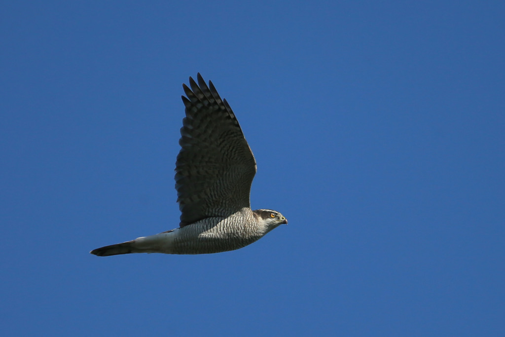 オオタカ成鳥定番写真