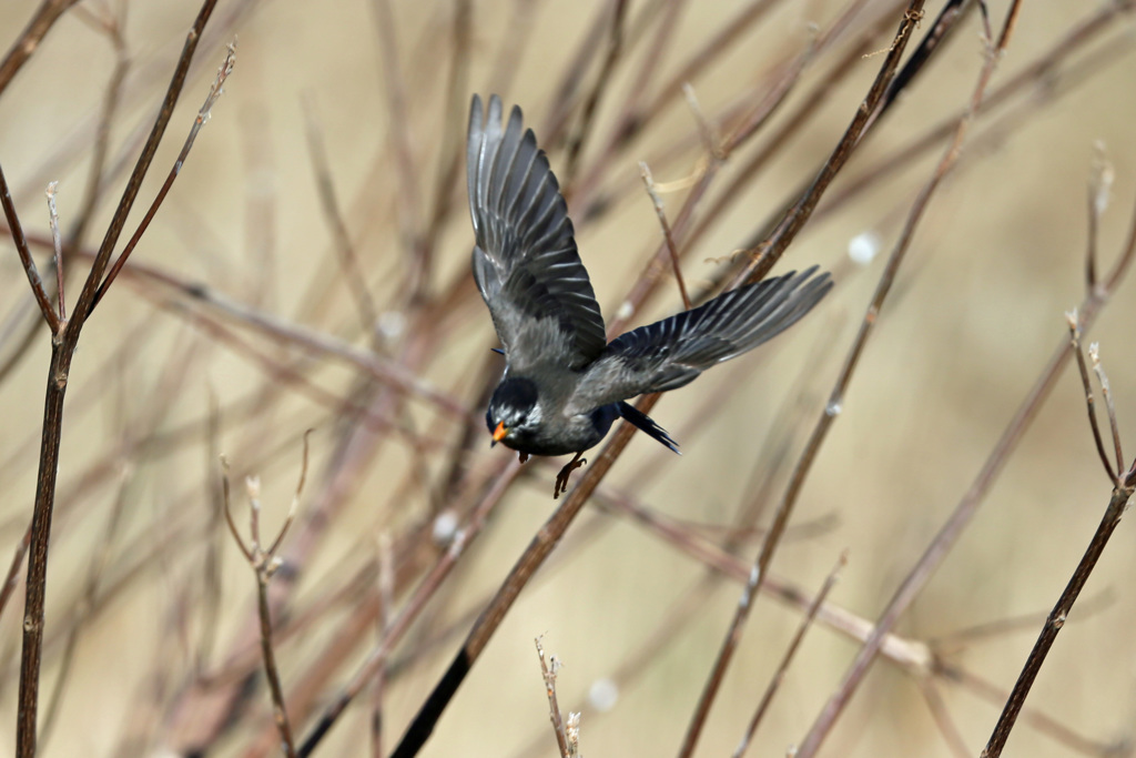 ムクドリ飛び出し -2