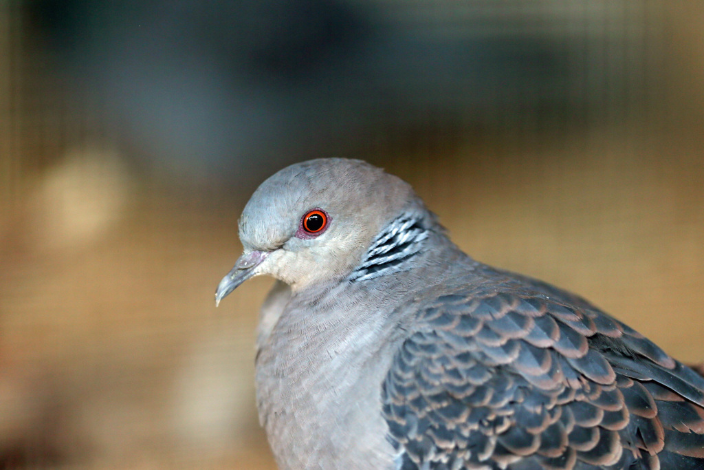 キジバトポートレート
