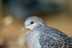 キジバトポートレート