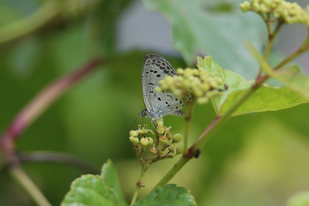 隠れないで出ておいで