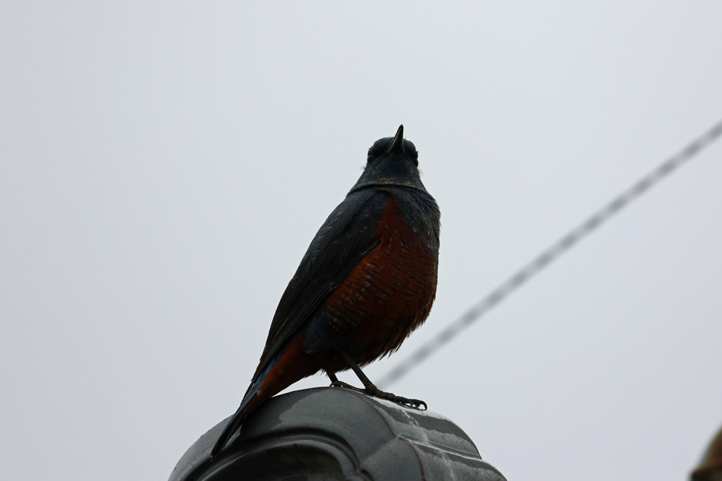 隣の屋根にイソヒヨドリ-1