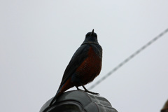 隣の屋根にイソヒヨドリ-1