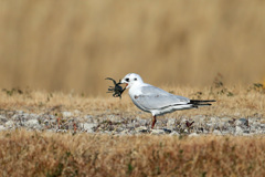 これ以上開ききません