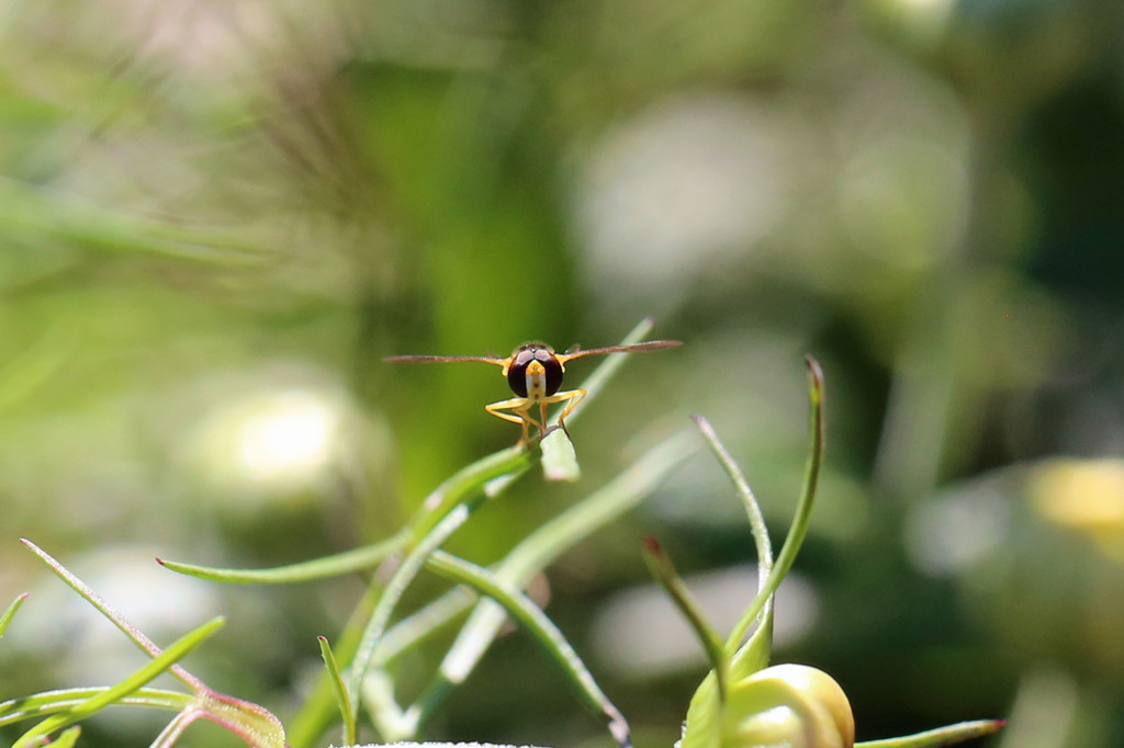 見つめるハナアブ君